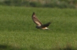 Filename=MON.jpg
Filesize=77KiB
Dimensions=411x266
Date added=Apr 10, 2011 MON.jpg