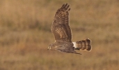 Filename=P5100162-lincs.jpg
Filesize=124KiB
Dimensions=600x350
Date added=May 11, 2017 P5100162-lincs.jpg