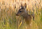 deer-1-small.jpg