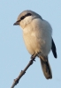 Filename=ggs-1.jpg
Filesize=128KiB
Dimensions=436x626
Date added=Nov 17, 2011 ggs-1.jpg