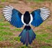 Filename=magwings.jpg
Filesize=123KiB
Dimensions=700x648
Date added=Apr 09, 2009 magwings.jpg