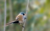 Filename=Bearded_Tit.jpg
Filesize=46KiB
Dimensions=700x427
Date added=Oct 18, 2009 Bearded_Tit.jpg