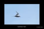 Common_Tern.jpg