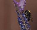 DSC_0137-5.jpg