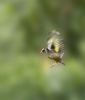 Filename=Goldfinch.jpg
Filesize=43KiB
Dimensions=595x700
Date added=Oct 03, 2009 Goldfinch.jpg