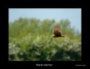 Marsh_Harrier_5.jpg