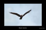 Marsh_Harrier_6.jpg