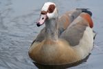 EgyptianGoose_xxx.jpg