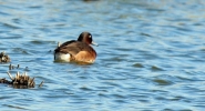 Ferruginous-Duck-101XX.jpg