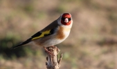 Goldfinch-A.jpg