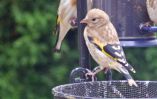 Goldfinch-Chick.jpg