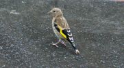 Goldfinch-Juvenile.jpg