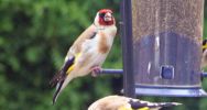 Goldfinch.jpg