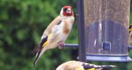 Goldfinch.jpg