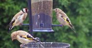 Goldfinch_s.jpg