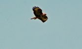 Filename=Red-Kite-in-the-wild.jpg
Filesize=41KiB
Dimensions=700x419
Date added=Sep 24, 2009 Red-Kite-in-the-wild.jpg