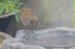 Robin-Chick.jpg