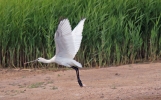 Spoonbill-Gib-150811.jpg