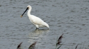 Filename=Spoonbill.jpg
Filesize=38KiB
Dimensions=600x329
Date added=Sep 13, 2012 Spoonbill.jpg