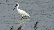 Spoonbill.jpg