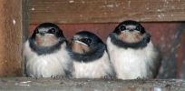 Swallow-Chicks.jpg