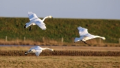 Filename=Whoopers-at-Frampton_.jpg
Filesize=43KiB
Dimensions=700x400
Date added=Feb 24, 2012 Whoopers-at-Frampton_.jpg
