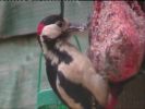Great-spotted_Woodpecker.jpg