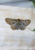Filename=Flora_and_fauna_001.JPG
Filesize=97KiB
Dimensions=500x706
Date added=Jul 17, 2009 Flora_and_fauna_001.JPG