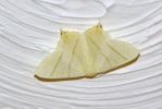 Filename=Moth_005.JPG
Filesize=57KiB
Dimensions=600x401
Date added=Jul 10, 2009 Moth_005.JPG