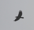 IMG_7682.jpg