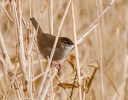 IMG_8002-2.jpg