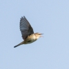 IMG_9837.jpg