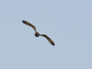 Filename=P4303372.jpg
Filesize=127KiB
Dimensions=700x521
Date added=May 01, 2012 P4303372.jpg