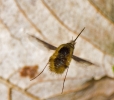 beefly838.jpg