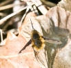 beefly842.jpg