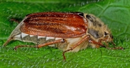 cockchafer.jpg