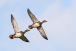 gadwall.jpg