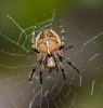 gardenspider042.jpg