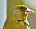 greenfinch741.jpg