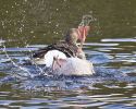 Filename=greylag048.jpg
Filesize=117KiB
Dimensions=700x558
Date added=Oct 12, 2010 greylag048.jpg