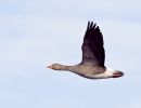 greylag062.jpg