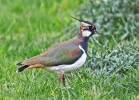 lapwing504.jpg