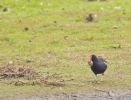 moorhen589.jpg