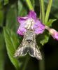 Filename=moth207.jpg
Filesize=127KiB
Dimensions=584x700
Date added=Aug 16, 2010 moth207.jpg