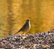 Filename=pipit390.jpg
Filesize=126KiB
Dimensions=700x629
Date added=Nov 12, 2009 pipit390.jpg