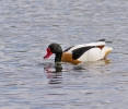 shelduck577.jpg