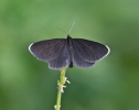 smallblue579.jpg