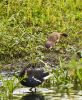 stoat234.jpg