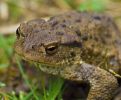 Filename=toad013.jpg
Filesize=84KiB
Dimensions=700x575
Date added=Oct 10, 2009 toad013.jpg