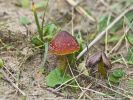 waxcap290.jpg